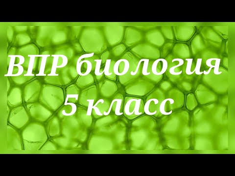 Видео: ВПР - 2022. Биология 5 класс. Вариант с ответами №1