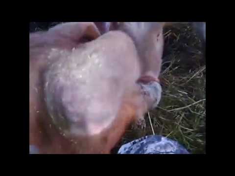 Видео: Ролик #6. Кормление свиней. Овес - почему не растут. Дополнения