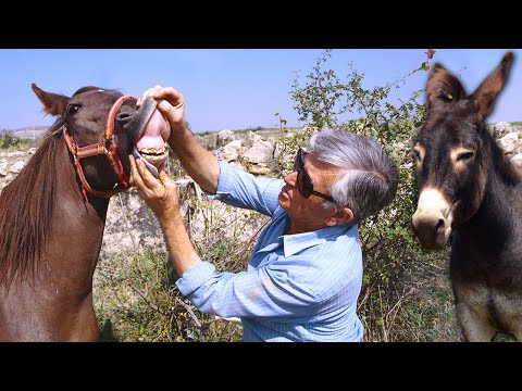 Видео: Торговля лошадьми и ослами в прошлом. Так их покупали и продавали на ярмарках