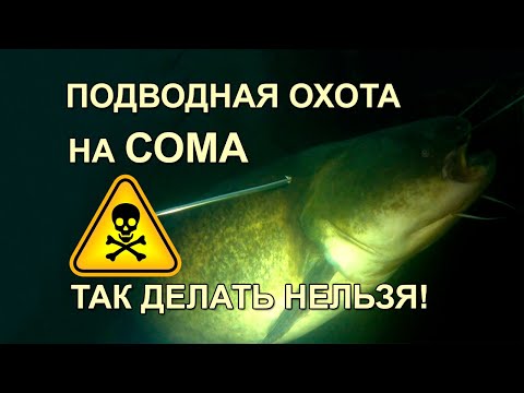 Видео: Подводная охота на СОМА. Так делать нельзя!