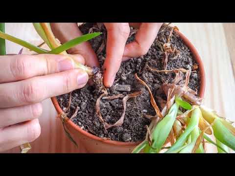 Видео: Коренева гниль - це грибкове або бактеріальне захворювання, що вражає коріння рослин