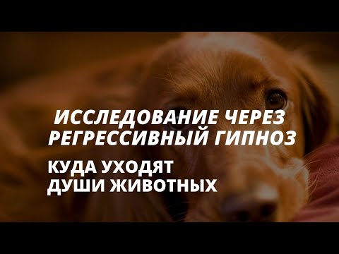 Видео: КУДА ПОСЛЕ СМЕРТИ УХОДЯТ ДУШИ ЖИВОТНЫХ.