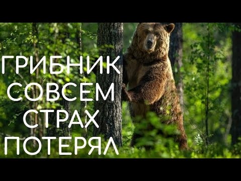 Видео: ГРИБНИК ВЫНЕС ВЕСЬ ЛЕС, НИЧЕГО НЕ ОСТАВИВ МИШКЕ (КООРДИНАТЫ МОГУ ДАТЬ)