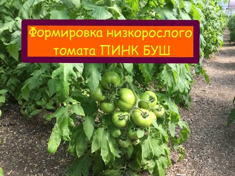Видео: Формировка низкорослых томатов ПИНК БУШ