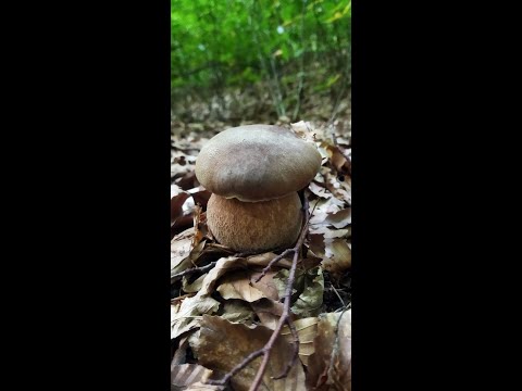 Видео: Вот і пішов білий грибок