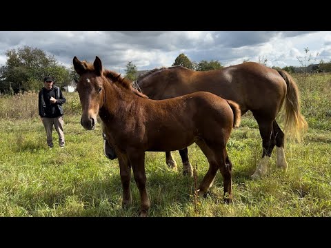 Видео: Brabansone🔥Horsse🐴Гарна лошичка на продажу💵💸💰