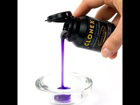 Видео: 🔴🔴Укоренение винограда черенками в кокосе  (Clonex).  Клонекс гель. Rooting grape cuttings. Виноград