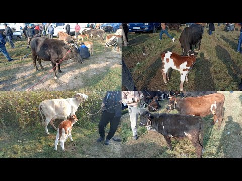 Видео: ПАЙШАНБЕ БОЗОРИ НОХЯИ ФАРХОР НАВОР КАРДЕМ ФАКАТ ГОВОИ ШИРТЕ ВА ГОВОИ БУГУЗ