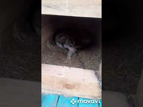 Видео: Чем лечить чумку у собаки. (1 день лечения)