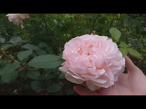 Видео: ОБЗОР розы, гортензии, сад. Вторая половина сентября