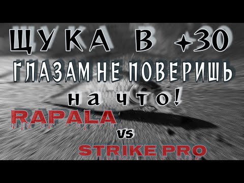 Видео: щука в +30 | глазам не поверишь | где искать? | на что ловить?