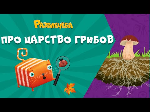 Видео: Развлечёба. Окружающий мир. Про царство грибов