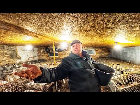 Видео: Покищо гібридизую✅. Завʼяжу з кролями тоді, коли знайду щось краще😂