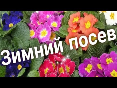 Видео: Как сеять примулу зимой. Стратификации семян. ТРИ СПОСОБА!