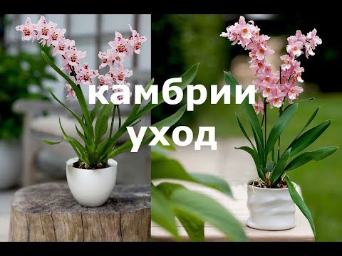 Видео: Уход и выращивание камбрий. Несколько гпростых советов по уходу за  камбриями