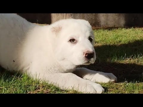 Видео: Отличия аборигенных линий САО от заводских. На примере наших щенков.