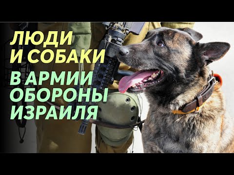 Видео: «Собачья служба». Как люди и собаки служат в ЦАХАЛе / Конкурс собачьих фото!