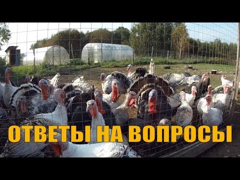 Видео: МОЖНО ЛИ ВЫРАСТИТЬ ИНДЮКОВ без АНТИБИОТИКОВ // СОДЕРЖАНИЕ, РАЗВЕДЕНИЕ и КОРМЛЕНИЕ ИНДЮКОВ в ЛПХ