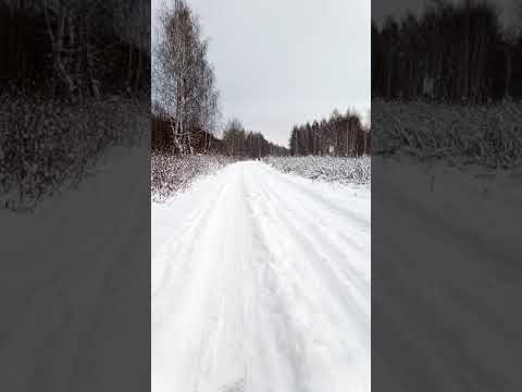 Видео: когда волк на радости сбивает тебя с ног XD  #волкдома #канадскийволк #wolf #canadianwolf #blackwolf