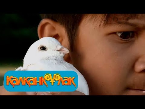 Видео: «Қалқанқұлақ». Телехикая 11-бөлім  18-11-2017 Калканкулак 11 серия
