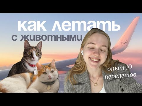 Видео: все про путешествия с питомцами 🛩️ пошаговый план без стресса