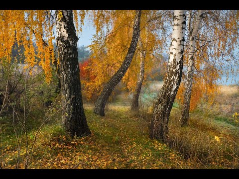 Видео: Как нарисовать кору дерева березы маслом|пишем маслом кору|часть 1