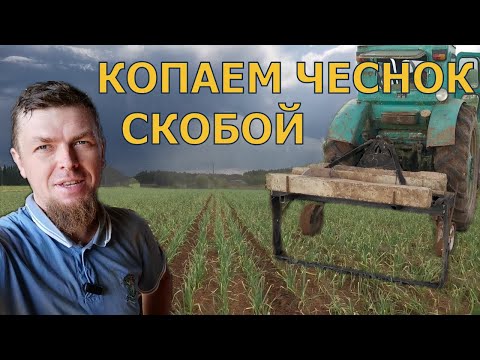 Видео: ПРОСТОЙ СПОСОБ ВЫКОПКИ ЧЕСНОКА