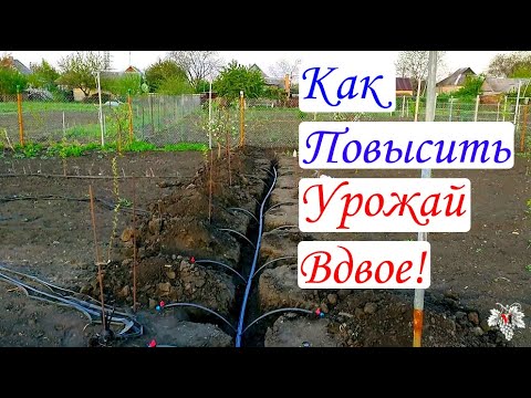 Видео: Как повысить урожай вдвое! Система капельного полива
