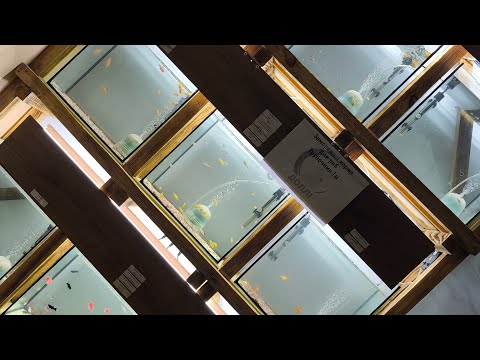 Видео: 24 сентября 2025 г. Что по рыбкам! /Обзор из магазина. 