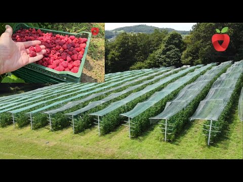 Видео: Лучшая плантация малины Полька. - Лучший способ вырастить малину.