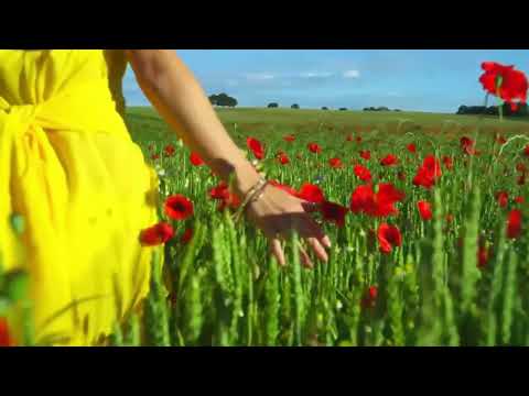 Видео: Стихия. Полигамия