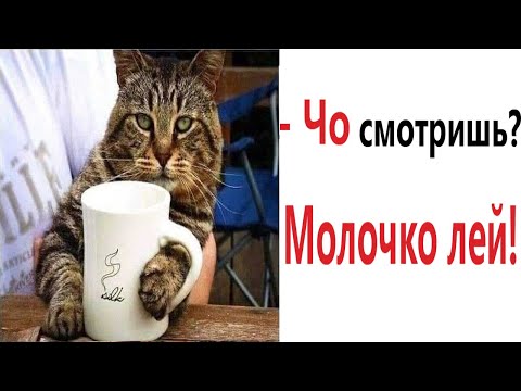 Видео: Лютые приколы. МОЙ КОТ засмеялся проиграл!!! Тест на психику! Угар!