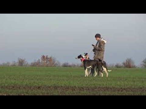 Видео: Охота с грейхаундами/Сезон 2021/Hunting With Grayhound/ #greyhound #hunting #hound