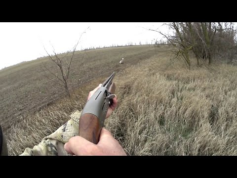 Видео: Охота на зайца. "Бывалый"сидел до последнего)))