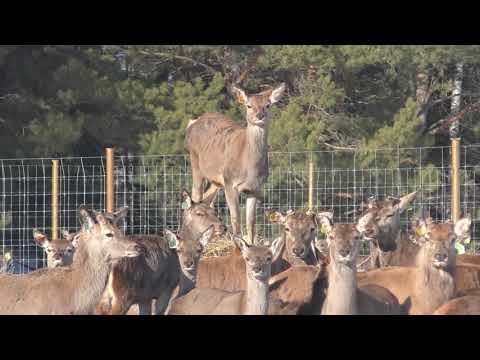 Видео: Охотхозяйство как охотничий комплекс. «Вятский берег»