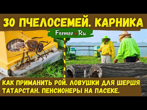 Видео: Карника. 30 пчелосемей. Небольшая семейная пасека для пенсионеров. Пчёлы дают здоровье! Татарстан.
