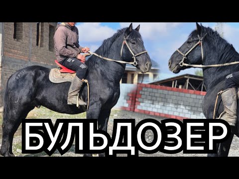 Видео: Тынчтыктагы БУЛЬДОЗЕР