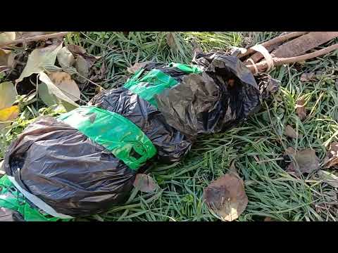 Видео: 18.11.24.❌️Саджанці хурми від ,,Сад Чередниченко,,💪👍