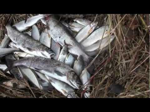 Видео: Осенняя рыбалка и сплав по реке Арму. 2ч. Октябрь 2012г.