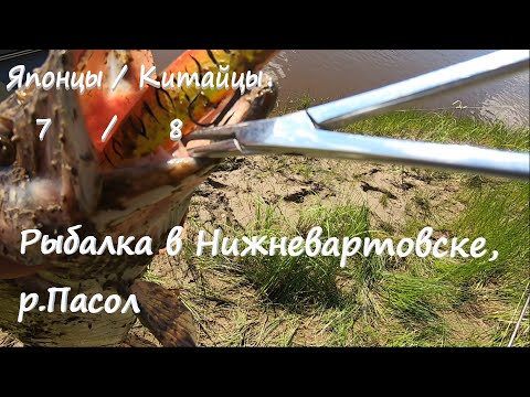 Видео: Рыбалка в Сибири, Нижневартовске, река Пасол, японцы против китайцев.