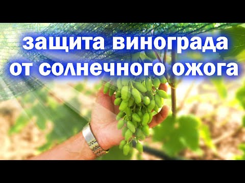 Видео: Как уберечь ягоды винограда от солнечного ожога?