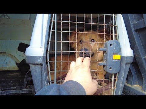 Видео: Прости, Персик...