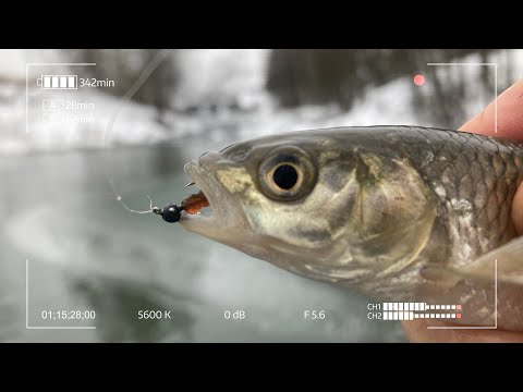 Видео: Мормышинг на незамерзающей речке зимой