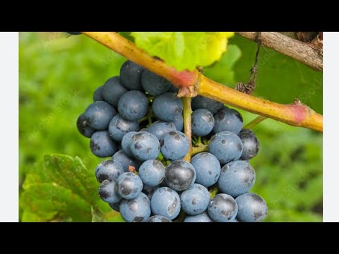 Видео: 37."У меня Бог в сердце" 