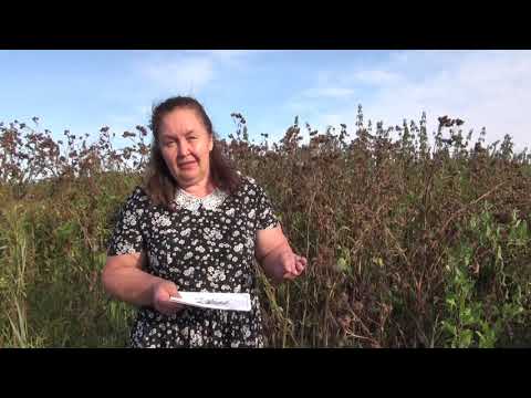 Видео: СЕМЕНА ЛОПУХА РЕПЕЙНИКА || Польза качество применение