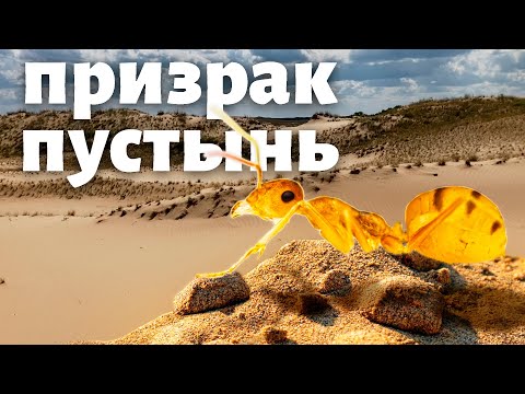 Видео: Отправился в пустыню на поиски редких муравьёв! Cataglyphis pallida - призрак Валдайского оледенения