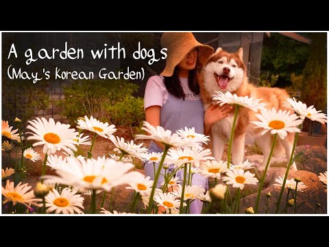 Видео: #41. Майский сад, полный Дейзи Честер 🌼ㅣКорейский сельский садㅣСадоводство с собакой