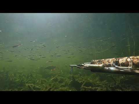 Видео: Подводная охота на малых реках, попали в аквариум(НЕРЕАЛЬНЫЙ ПРОЗРАК)