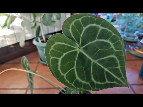 Видео: АРОИДНЫЕ. Сезонные пересадки, деление.