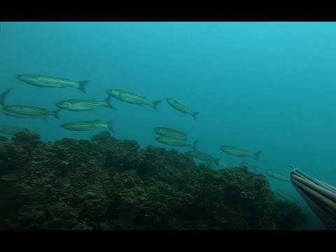 Видео: Инвазия на платерини (подводен риболов в Черно Море)